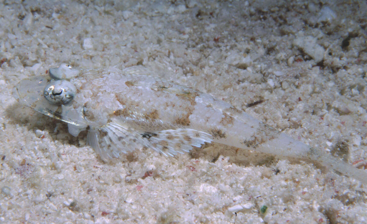 Image of Two-spotted flathead