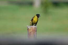 Image of Hooded Siskin