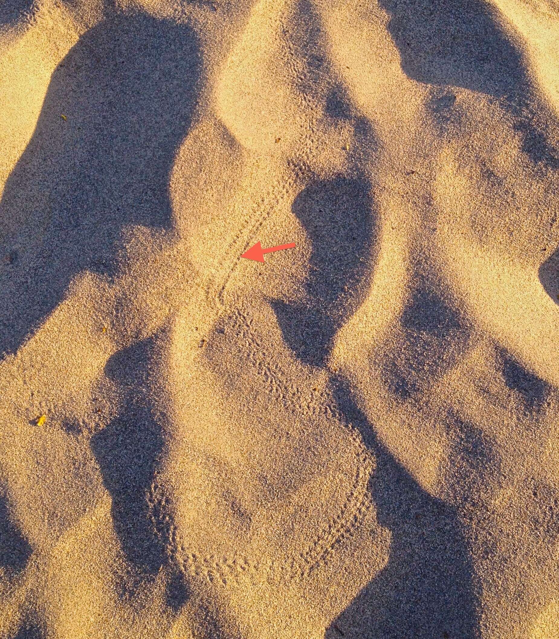 Image of Sidewinder Rattlesnake