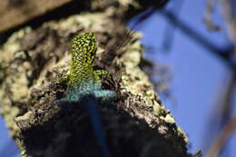 Image of Thin Tree Iguana