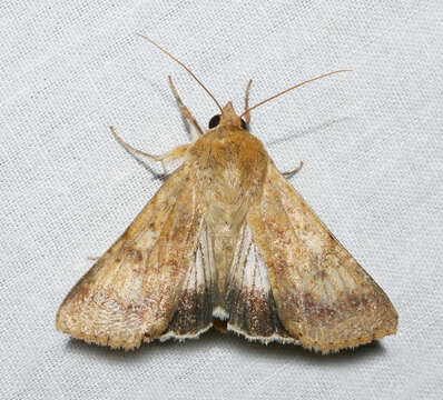 Слика од Helicoverpa punctigera Wallengren 1860