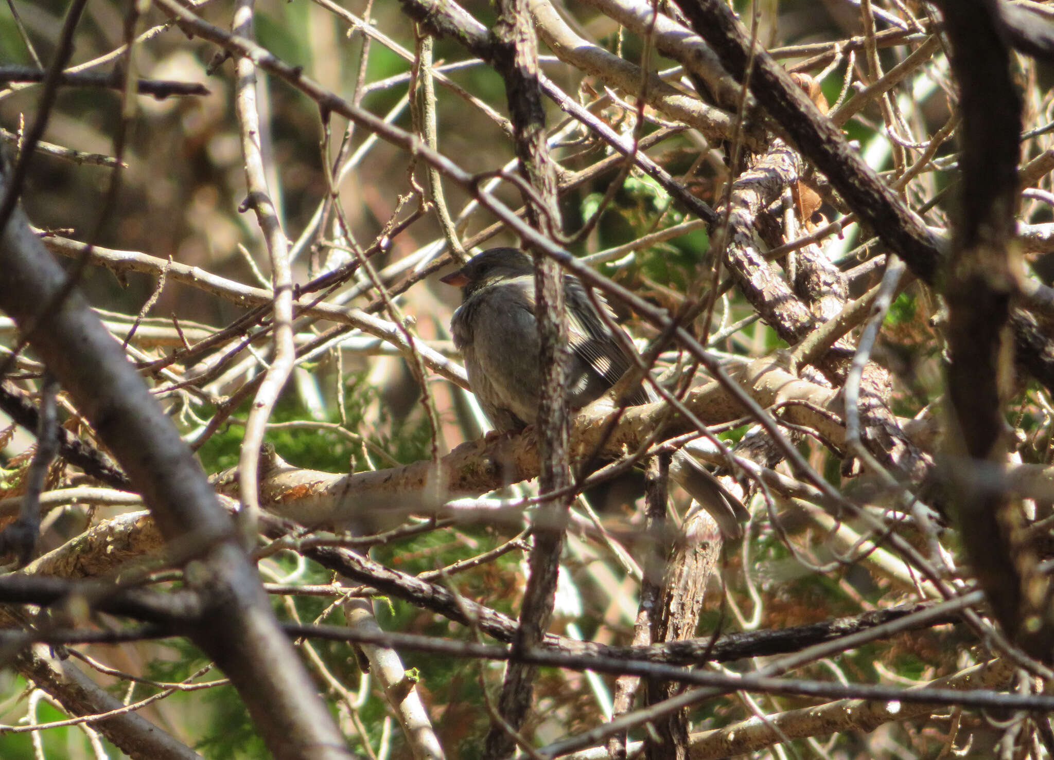 Image of Gray Bunting