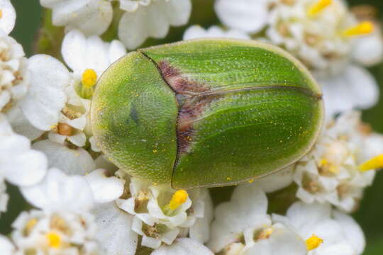 Image of Cassida (Cassida) denticollis Suffrian 1844