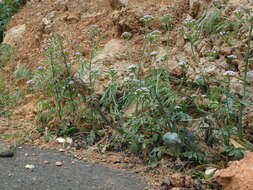 Image of Centranthus calcitrapae (L.) Dufr.