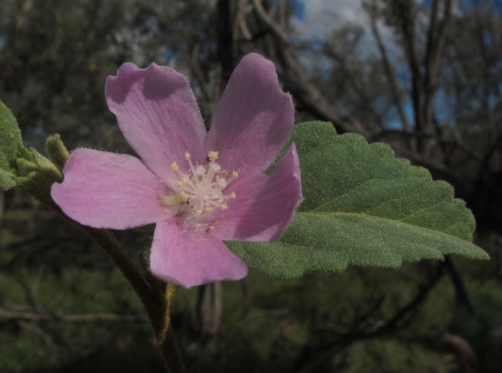 Image of Hill hibiscus