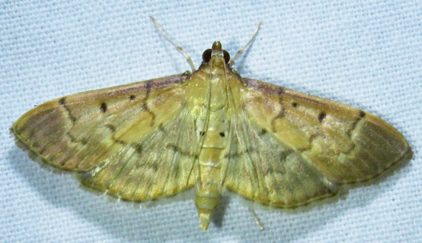 Image de Herpetogramma bipunctalis Fabricius 1794