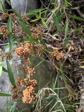 Image of Callistemon lanceolatus (Sm.) Sweet