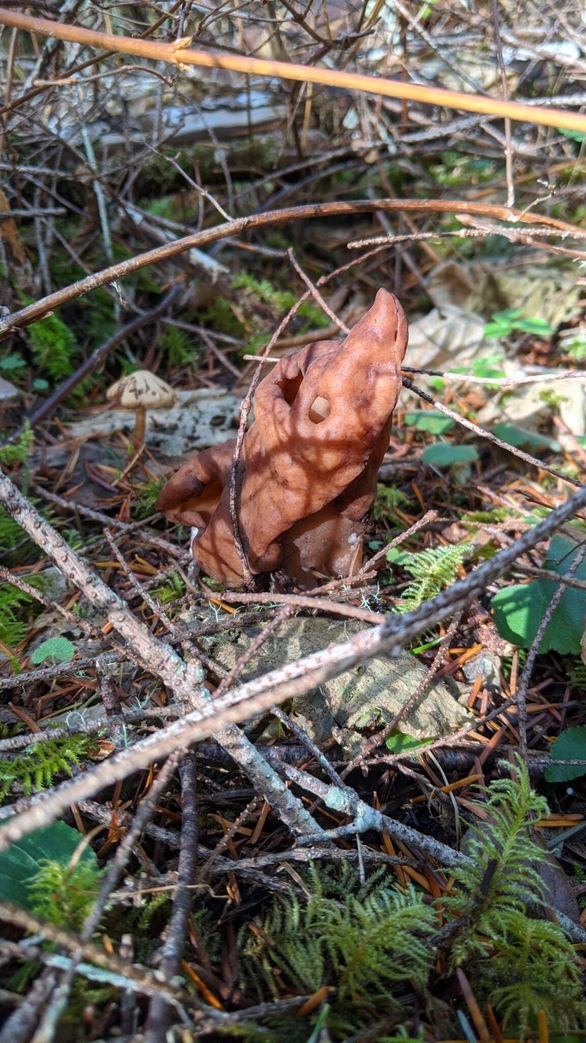 Imagem de Gyromitra ambigua (P. Karst.) Harmaja 1969