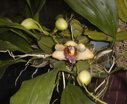 Image of Orchid