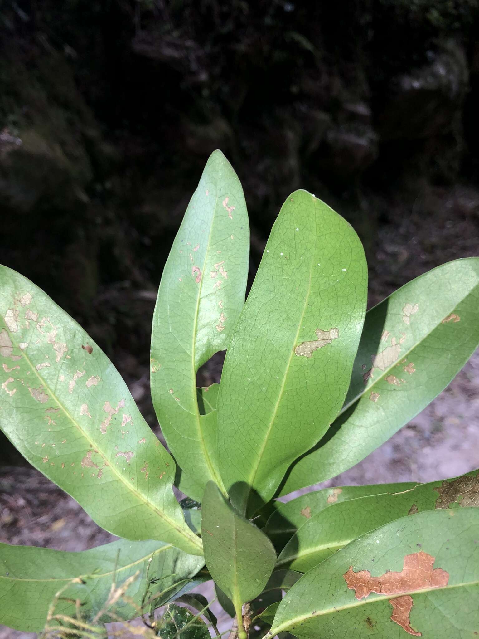 Image of Panopsis costaricensis Standl.