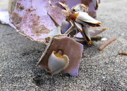 Image of Goosefish Barnacle