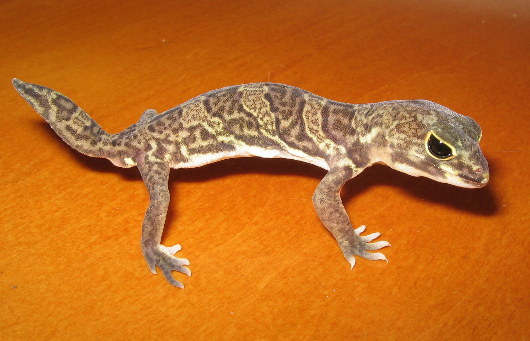 Image of Holodactylus