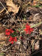 Pimelea punicea R. Br. resmi