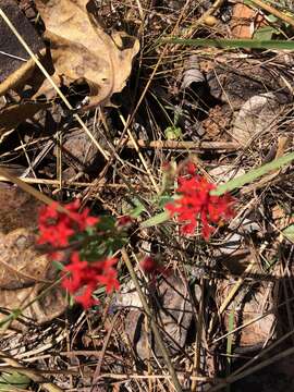 Image of Pimelea punicea R. Br.