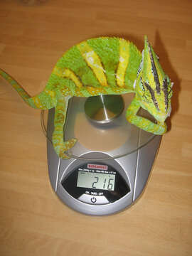 Image of Cone-head Chameleon