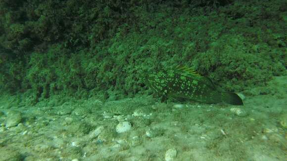 Image of Dusky Grouper