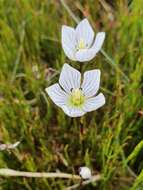 Image of Gentianella bawbawensis (L. G. Adams) Glenny