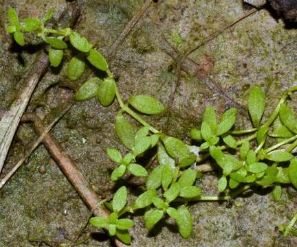 Image of terrestrial water-starwort