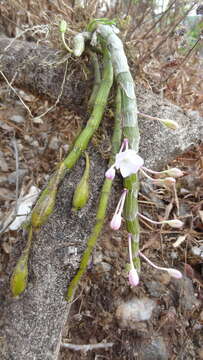 Plancia ëd Dendrobium crepidatum Lindl. & Paxton