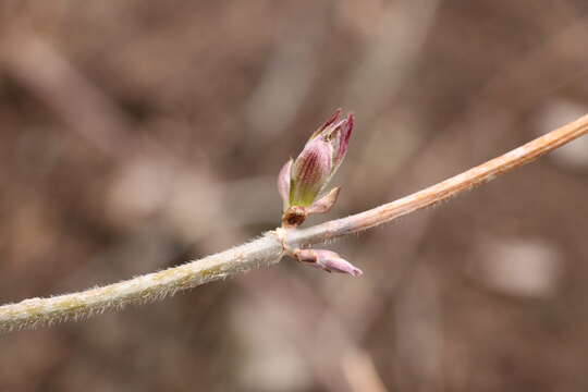 Image of <i>Sambucus sibirica</i>