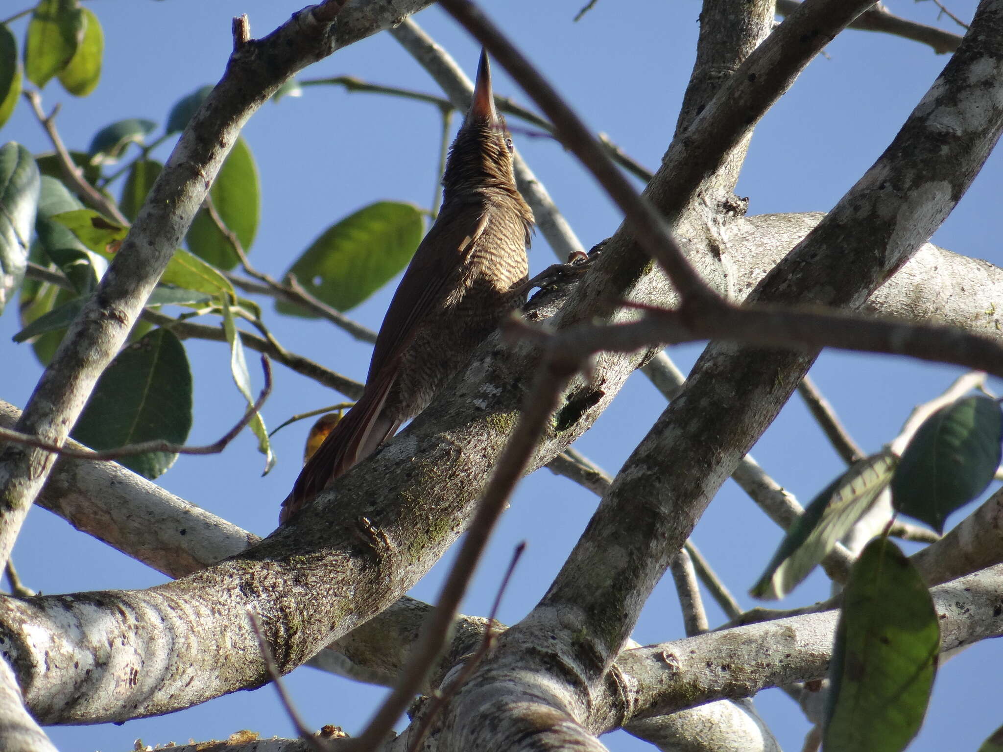 Image of Northern Barred Woodcreeper