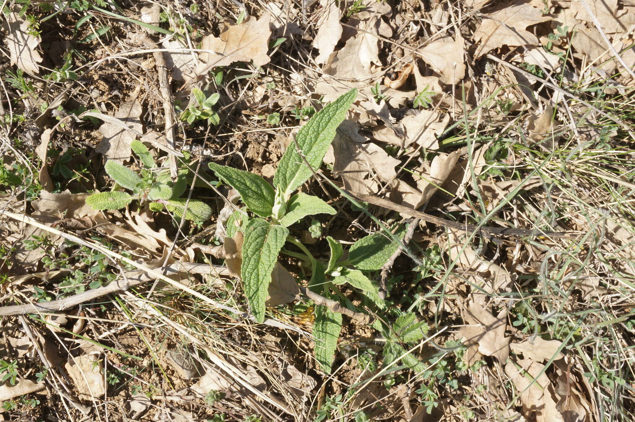 Image of Phlomis herba-venti subsp. pungens (Willd.) Maire ex De Filipps
