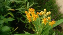 Image de Asclepias curassavica L.