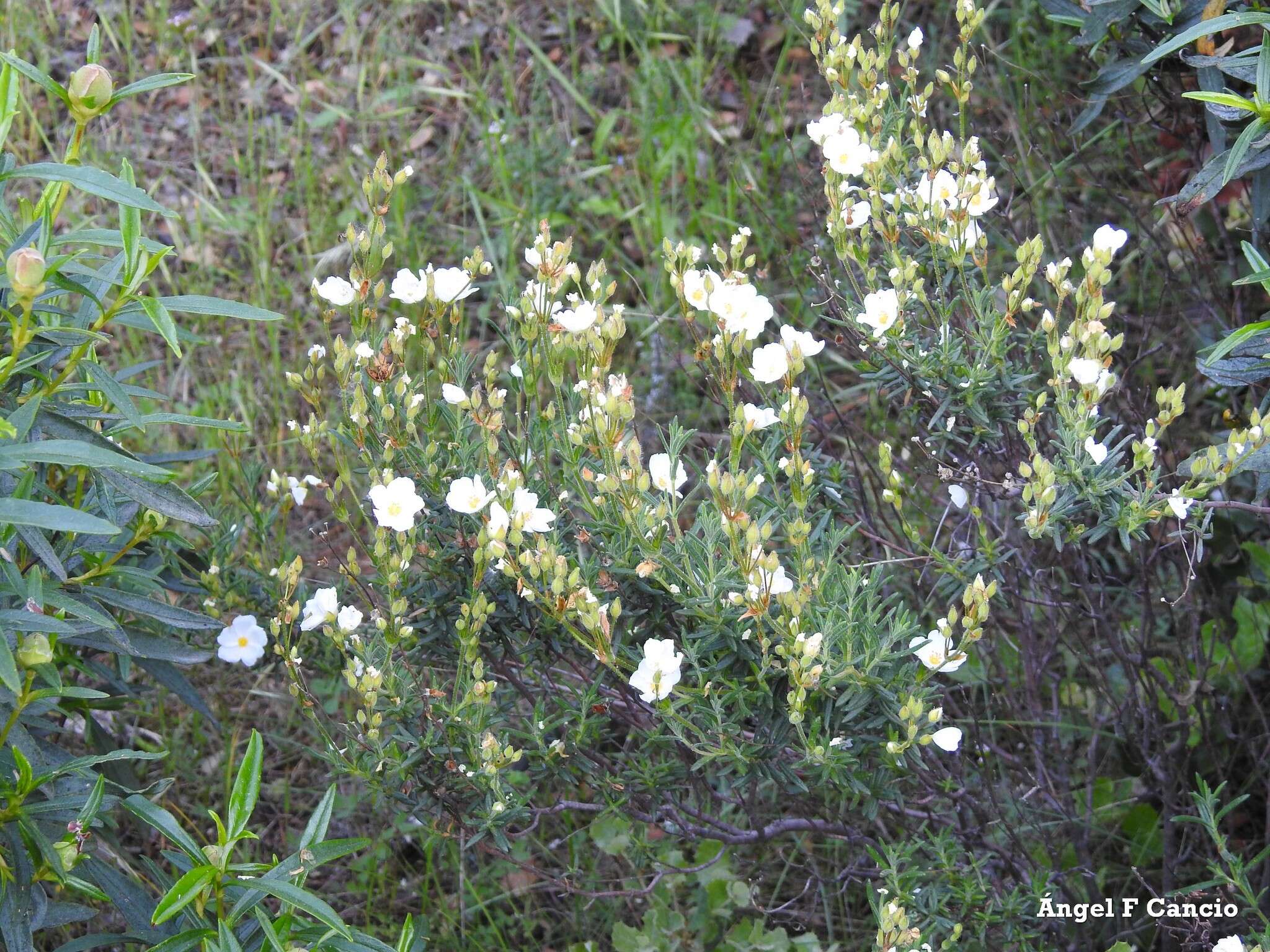 Image of Halimium umbellatum subsp. viscosum (Willk.) O. Bolós & Vigo