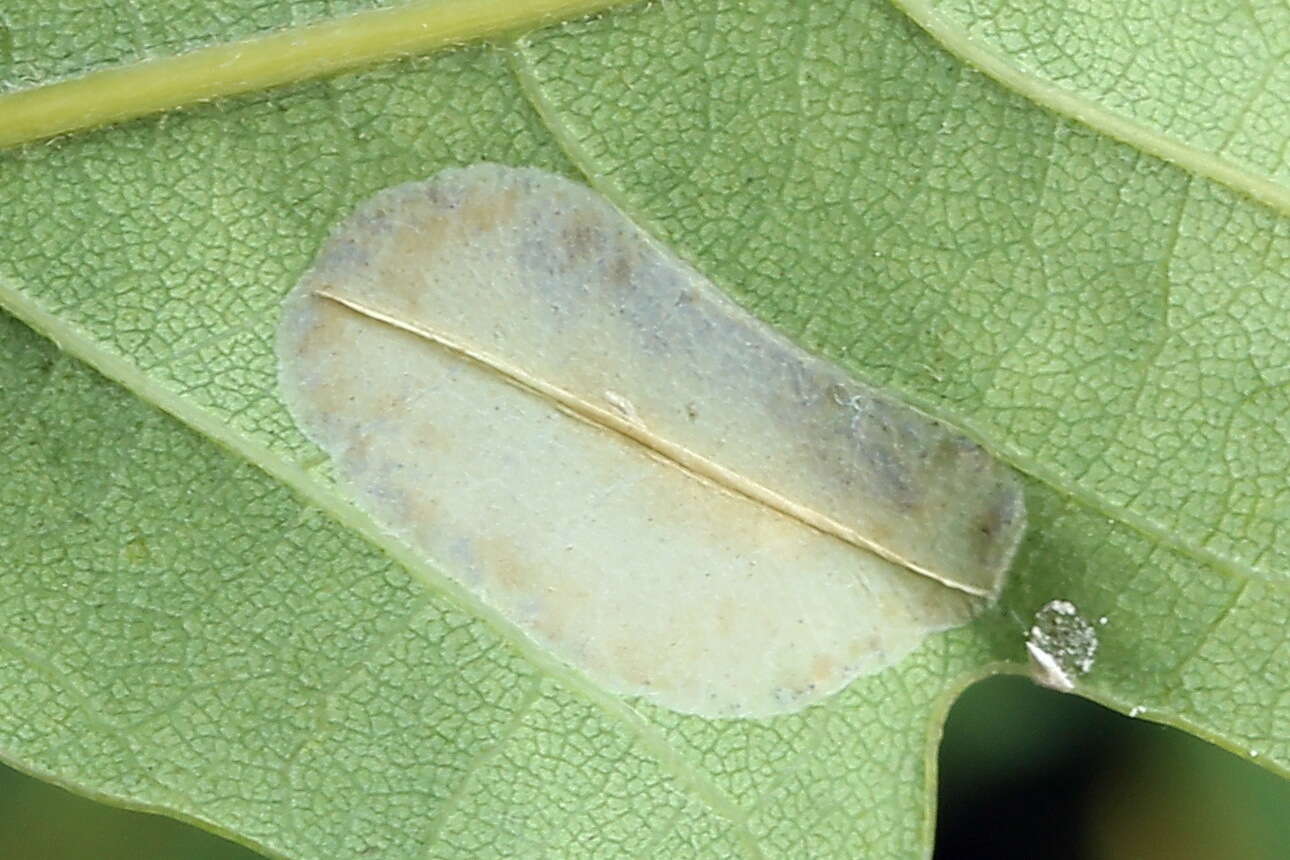 Phyllonorycter quercifoliella (Zeller 1839)的圖片