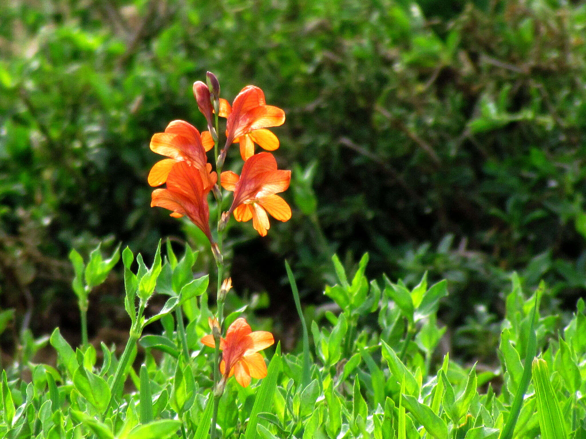 Image of Tritonia laxifolia (Klatt) Baker