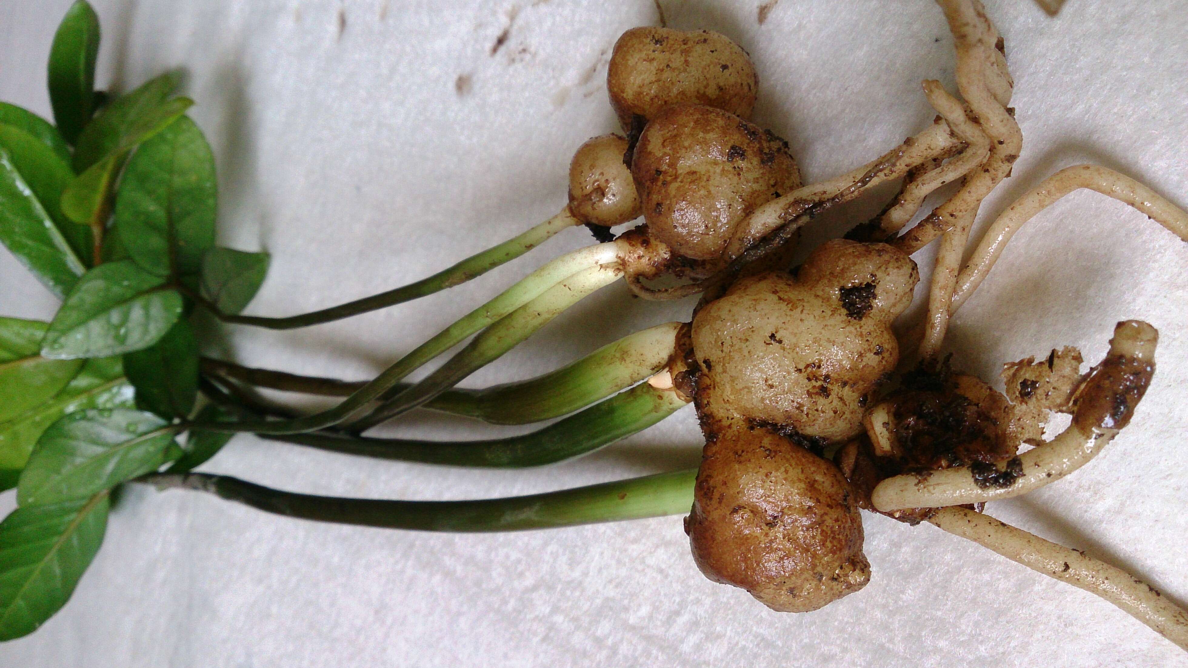 Image de Zamioculcas zamiifolia (G. Lodd.) Engl.