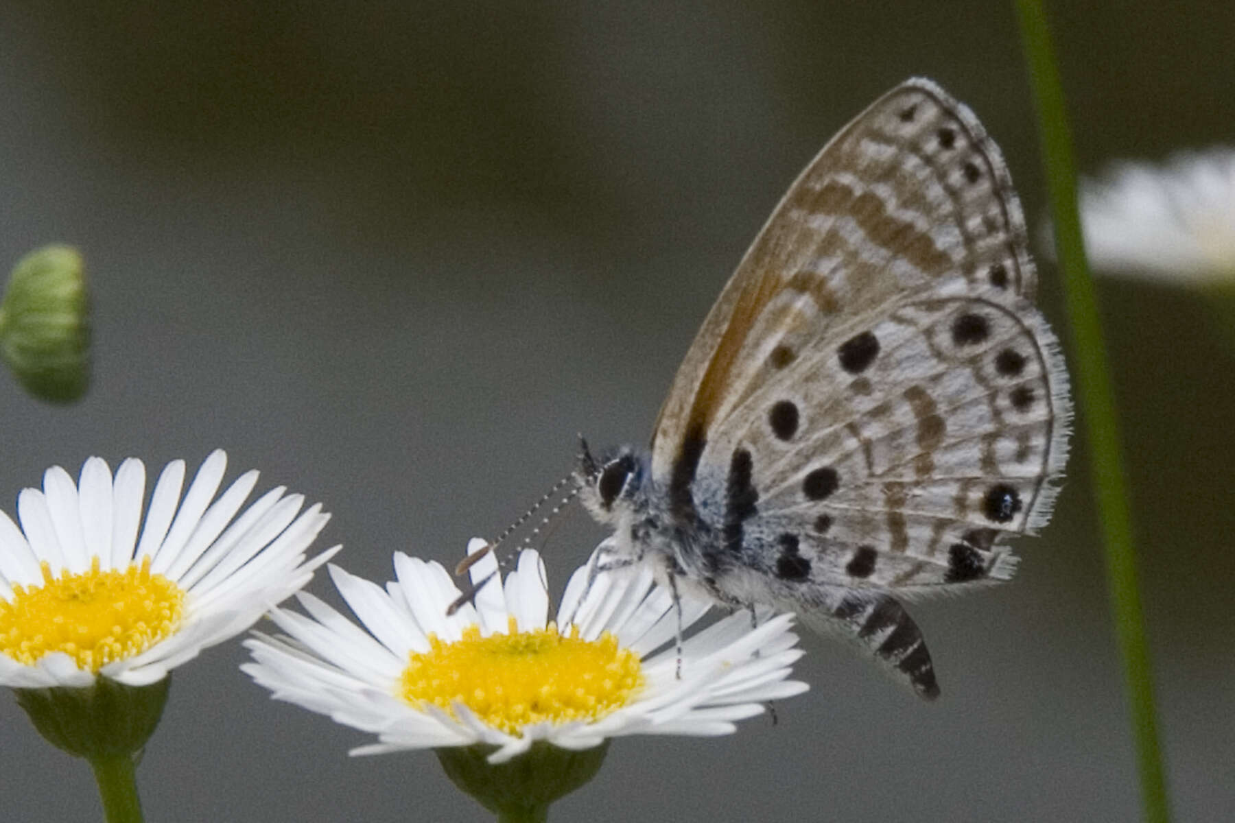 Image of African babul blue