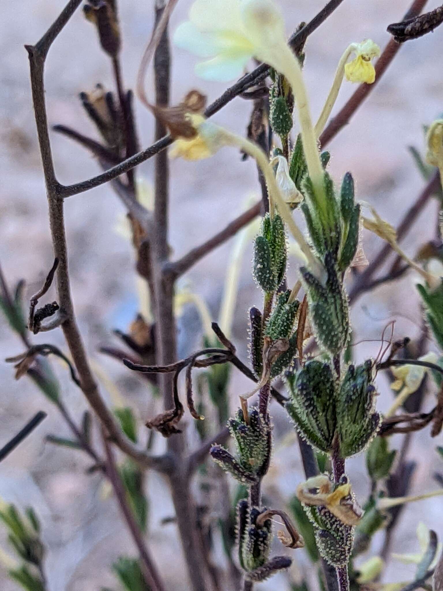 Image de Macrosyringion longiflorum (Vahl) Rothm.