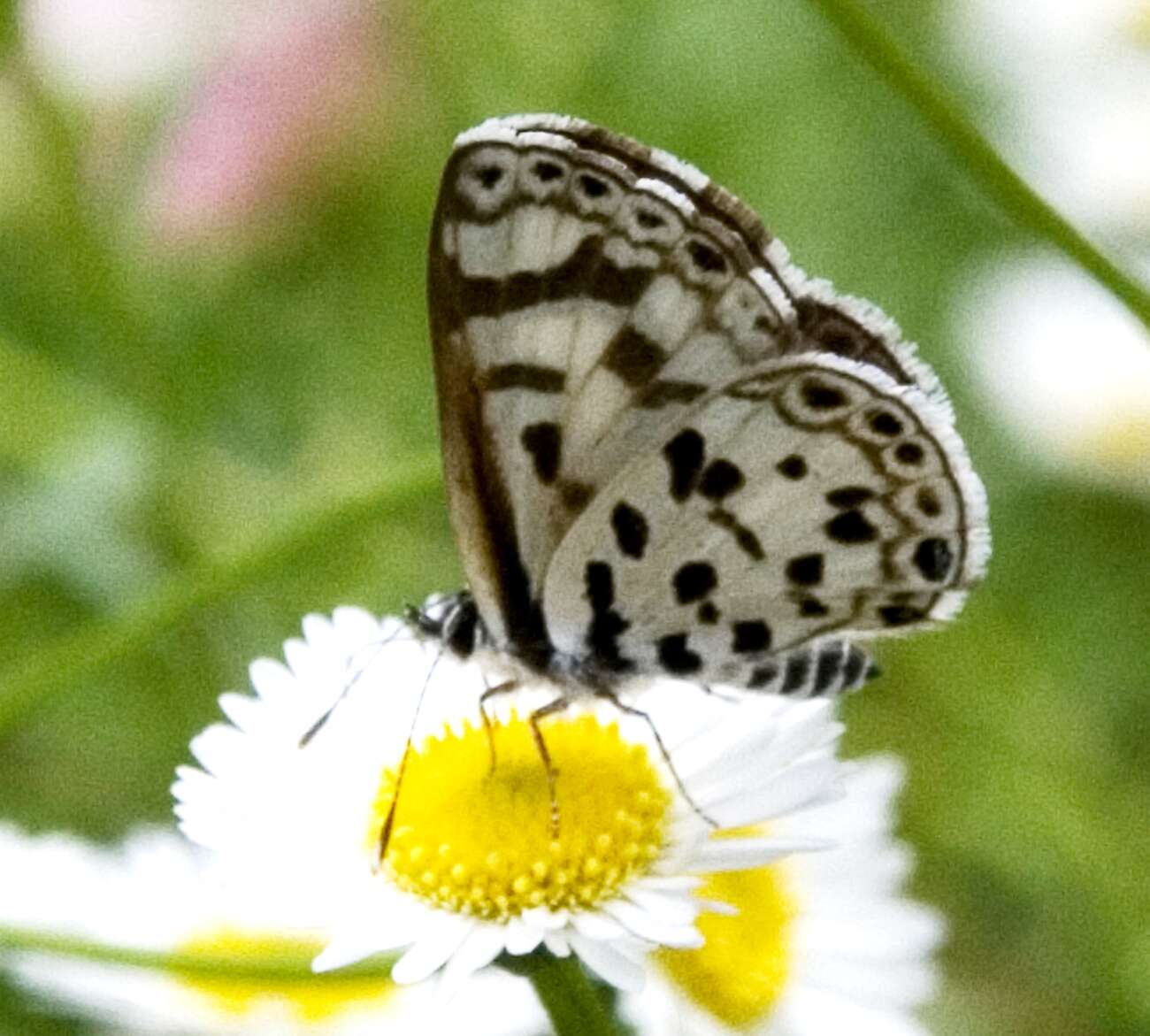 Image of Azanus natalensis (Trimen 1887)