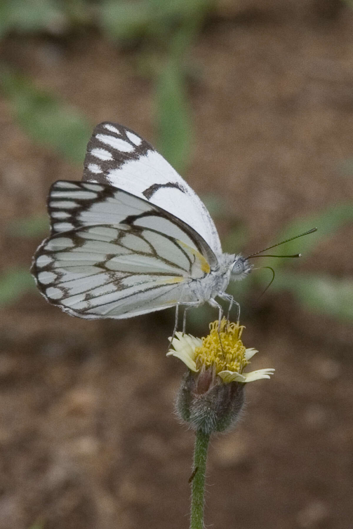 Слика од Belenois aurota (Fabricius 1793)