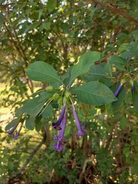 Image of Iochroma cyaneum (Lindl.) M. L. Green