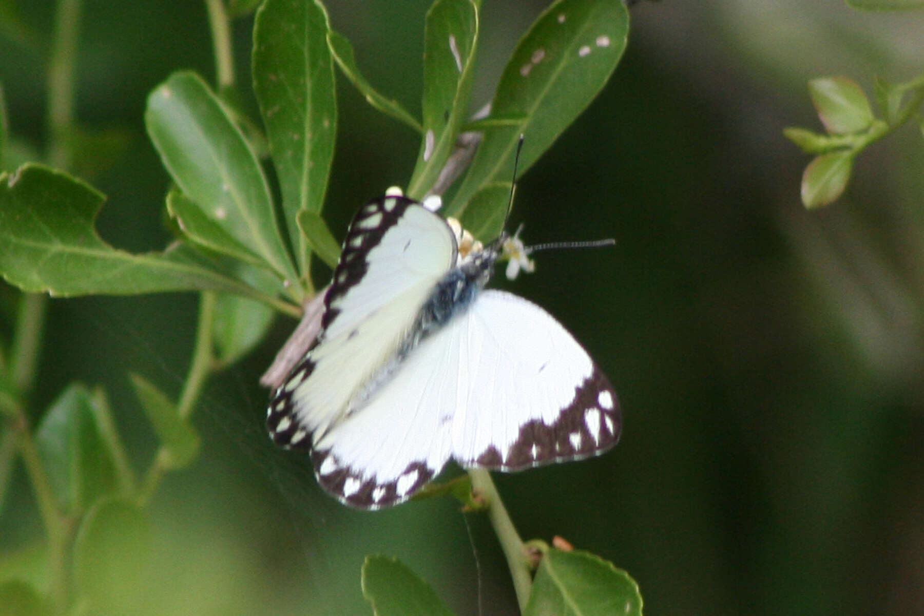 Image of Belenois creona (Cramer (1776))