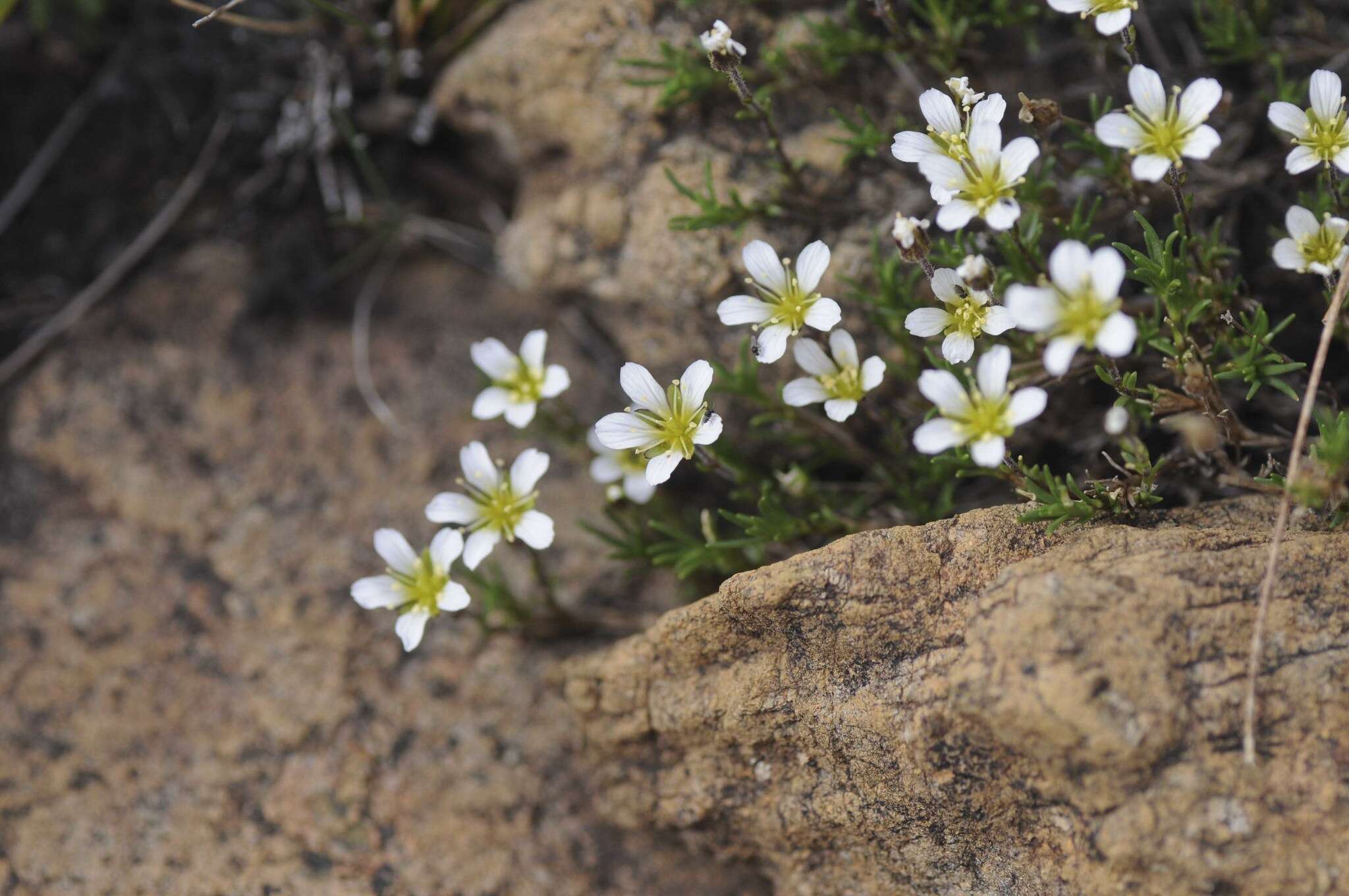 Sivun Cherleria marcescens (Fernald) A. J. Moore & Dillenb. kuva