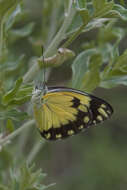 Image of Belenois creona (Cramer (1776))