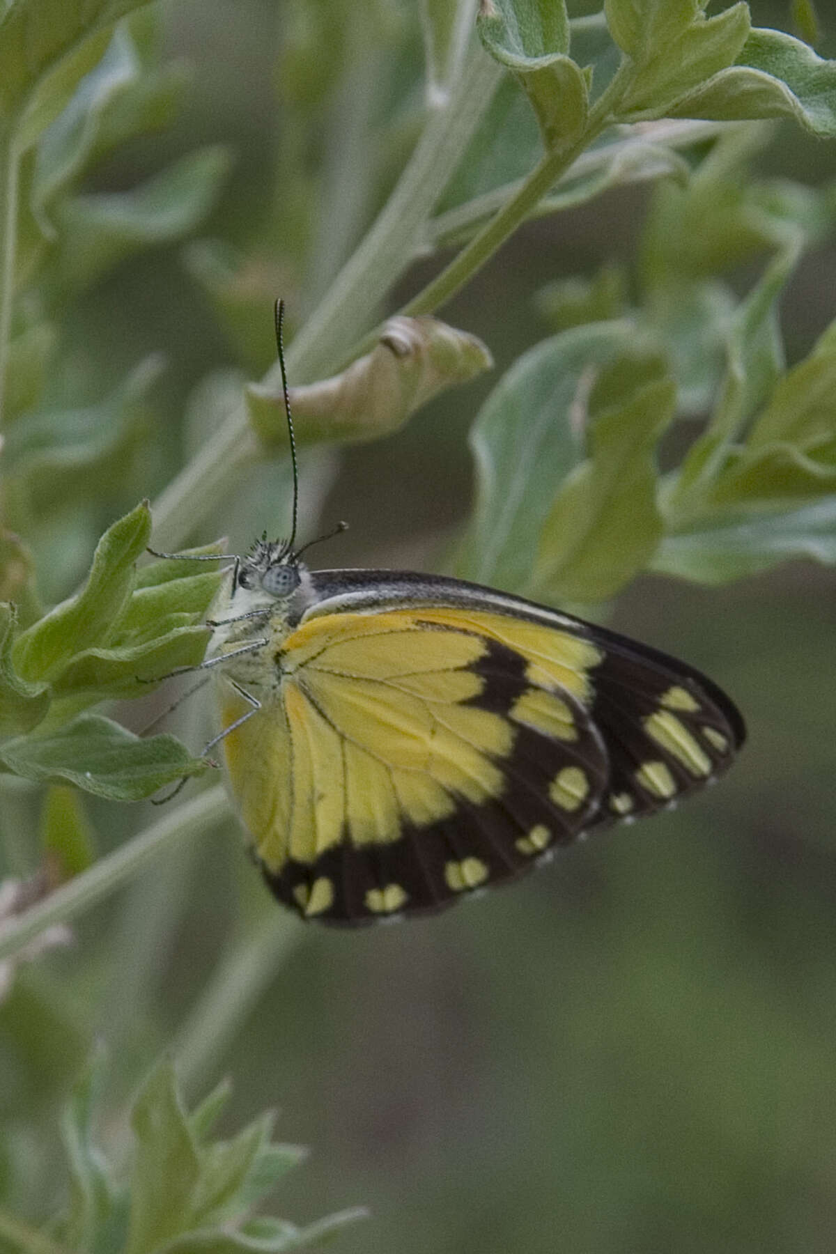 Image of Belenois creona (Cramer (1776))