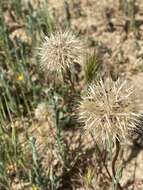 Image of grassland silverpuffs