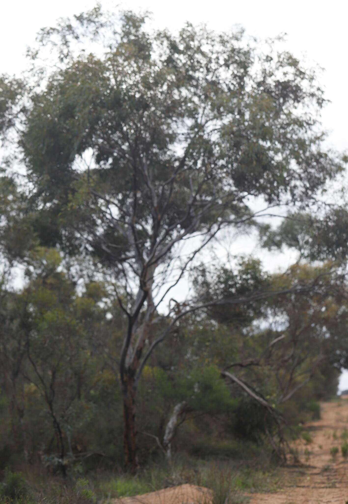 Image of Eucalyptus sporadica Brooker & Hopper