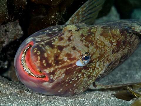 Image of Japanese Parrotfish