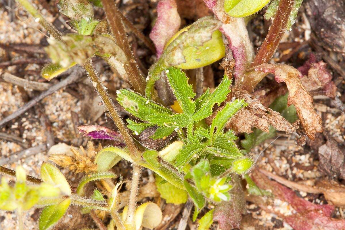 Image of Senecio lividus L.