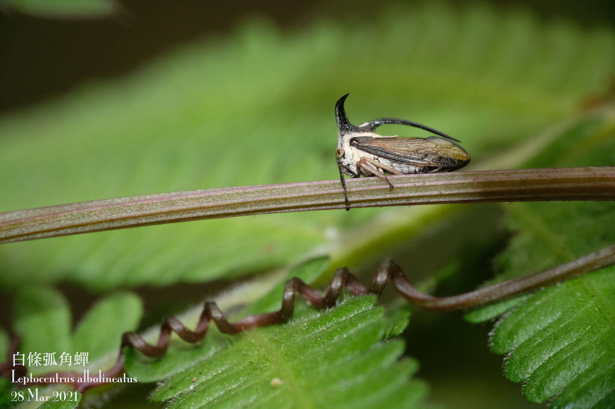 Image of Leptocentrus albolineatus Funkhouser 1937