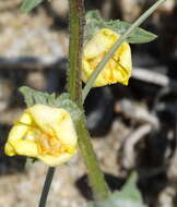 Image of Verbascum pinnatifidum Vahl