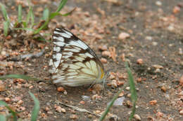 Image of Belenois gidica (Godart (1819))