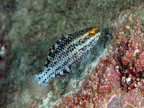 Image of Blue-faced Parrotfish