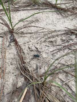 Image of Cicindela (Cicindelidia) rufiventris cumatilis Le Conte 1851