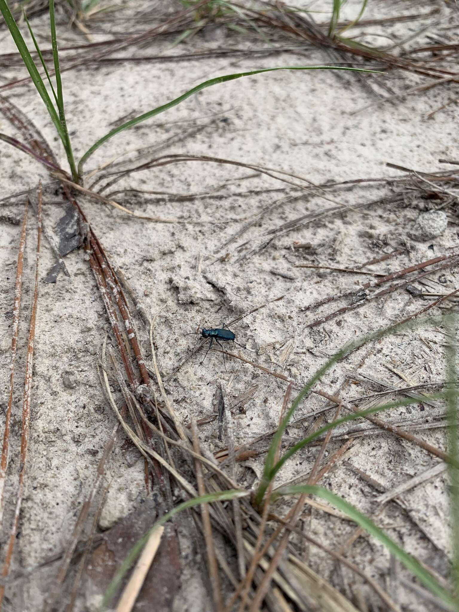 Plancia ëd Cicindela (Cicindelidia) rufiventris cumatilis Le Conte 1851